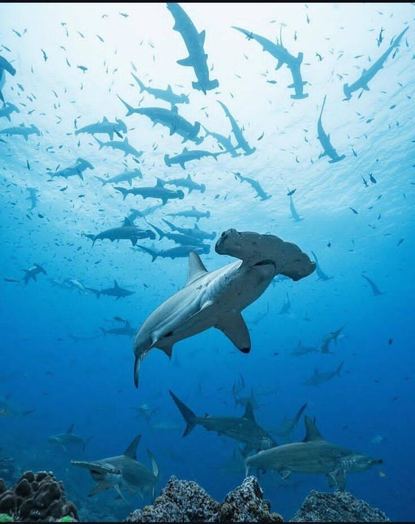 DP Requin 10