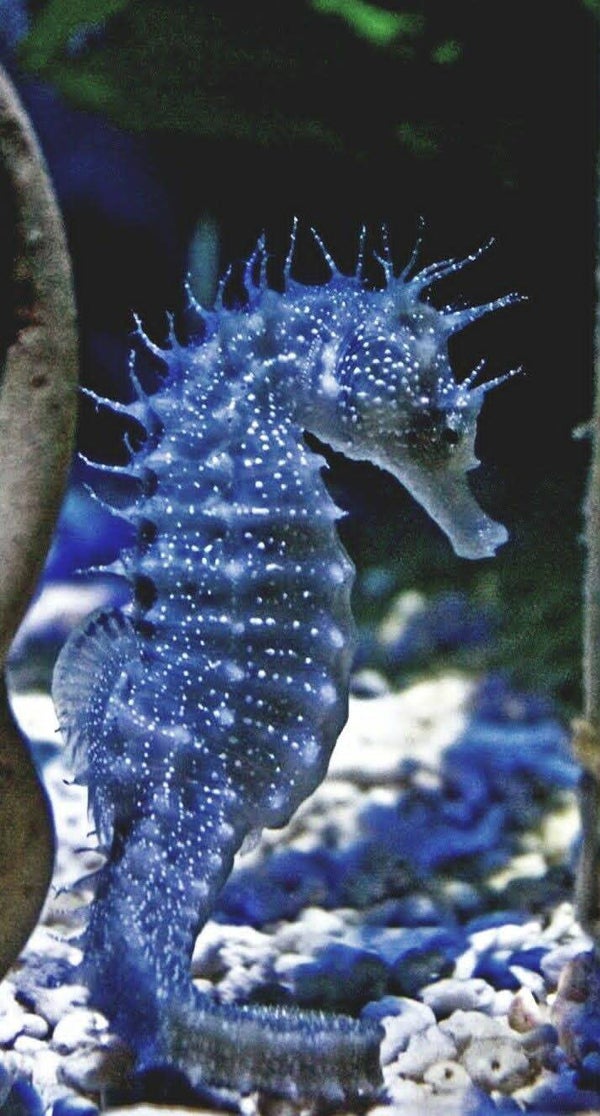 DP Hippocampe 10