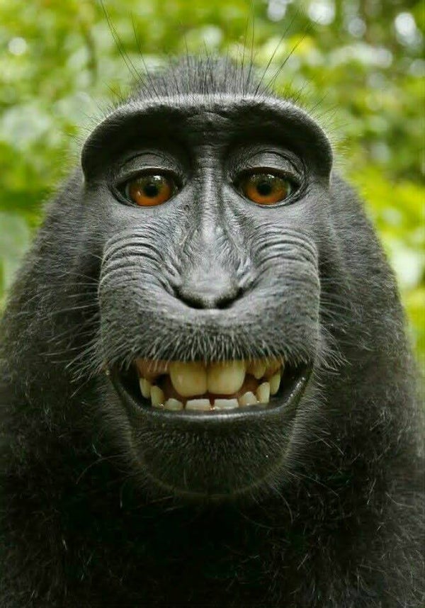 DP Singe 10