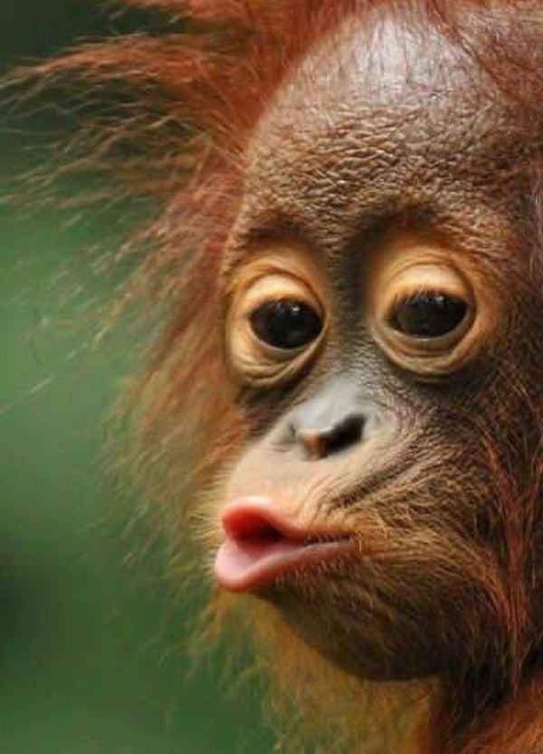 DP Singe 05