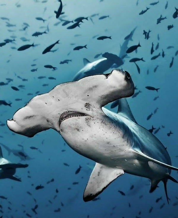 DP Requin 18