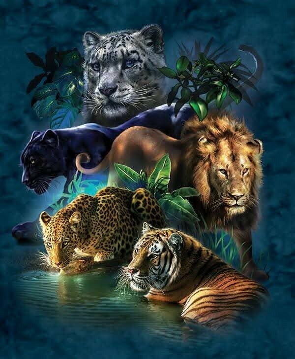 DP Savane 11