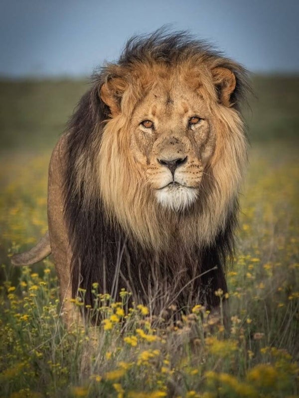 DP Lion 27