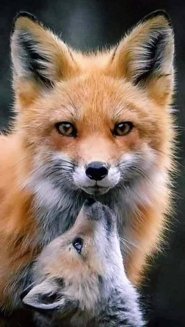 DP Renard 08