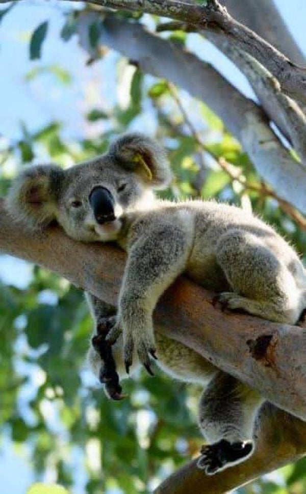DP Koala 08