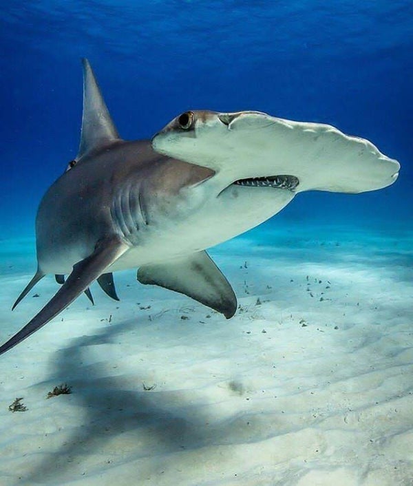 DP Requin 20