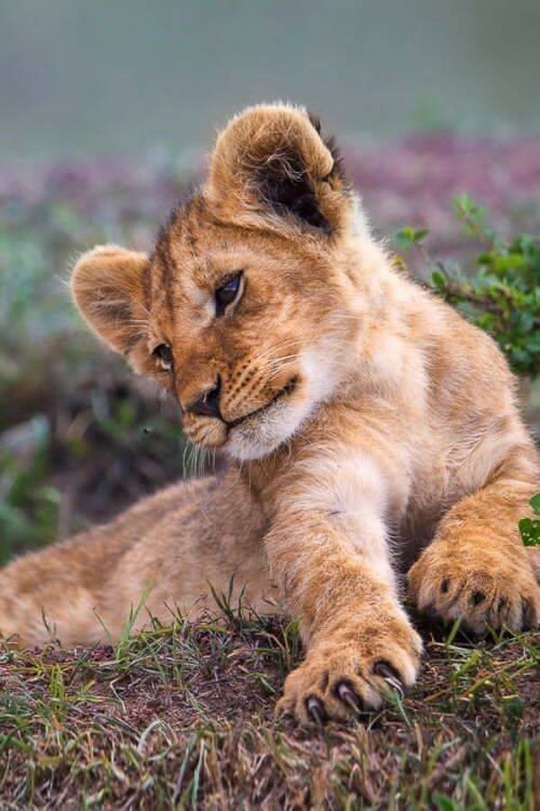DP Lion 30
