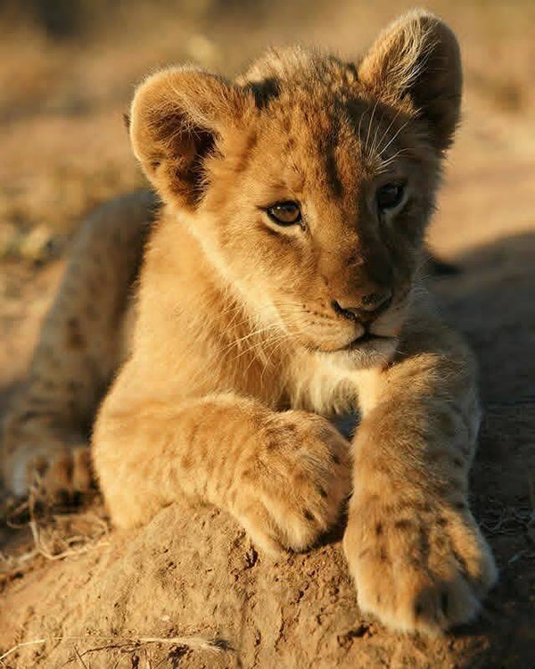 DP Lion 31