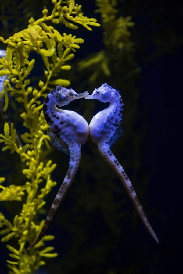 DP Hippocampe 16