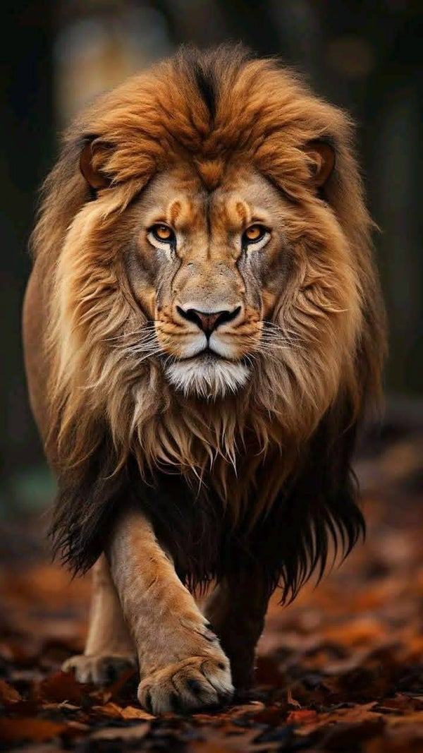 DP Lion 33
