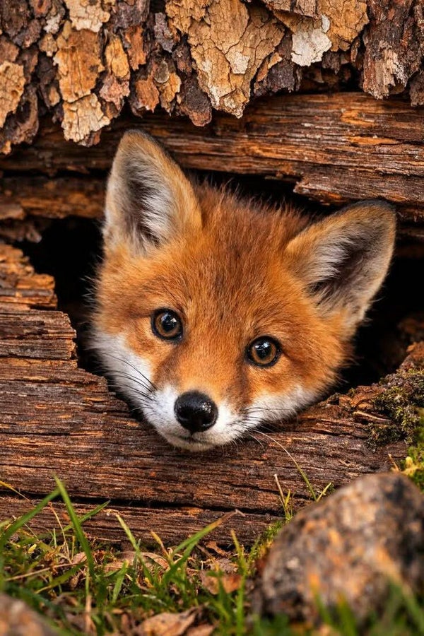 DP Renard 01