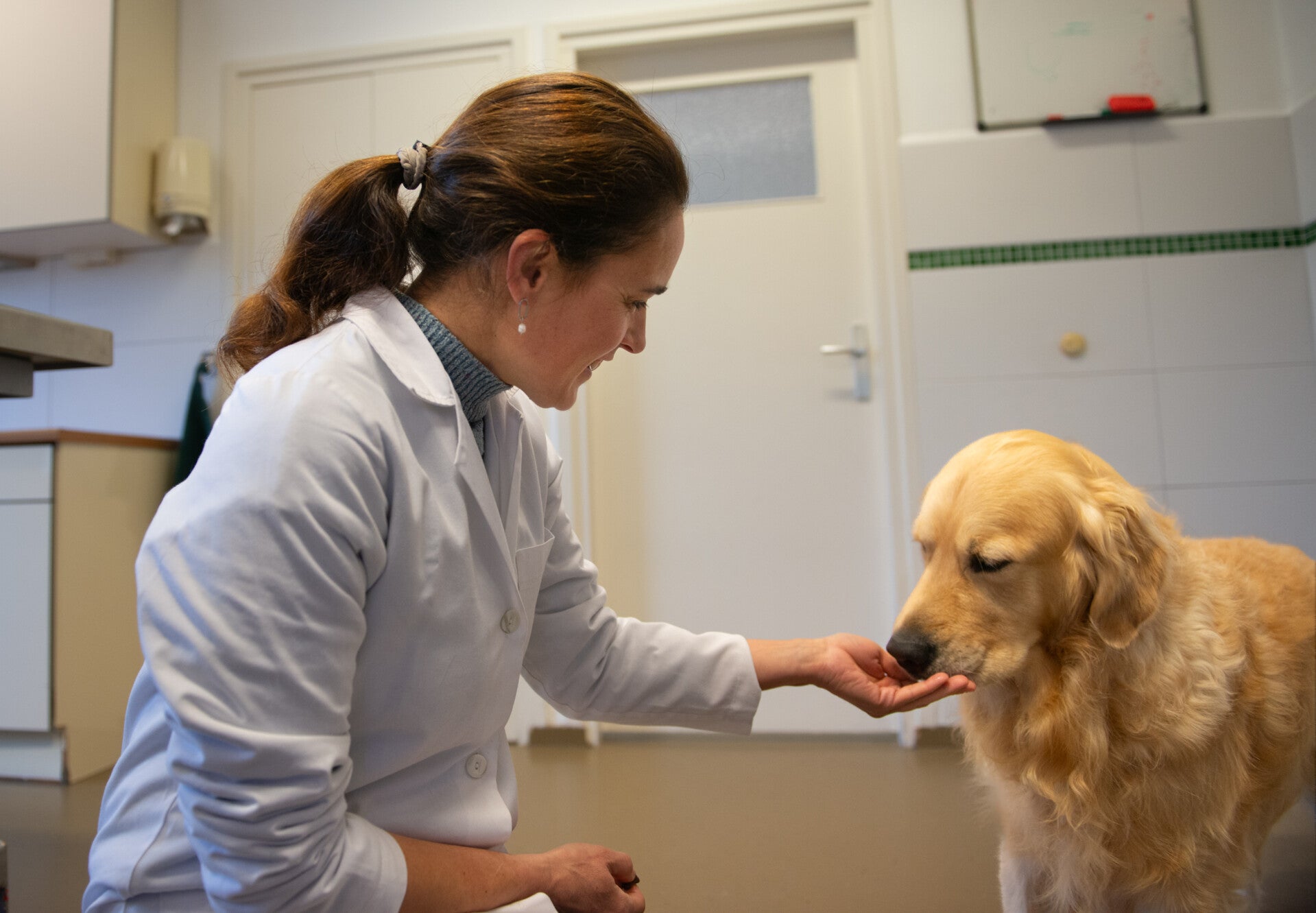 Irene Barcelo in de praktijk met een hond patient
