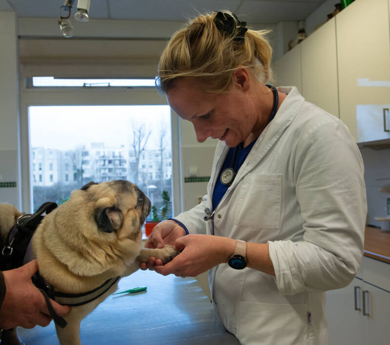 Heleen Eppens in de praktijk met een hond patient