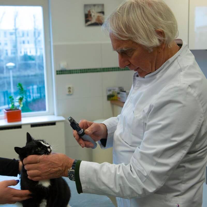 Bob Breuk in de praktijk met een kat patient