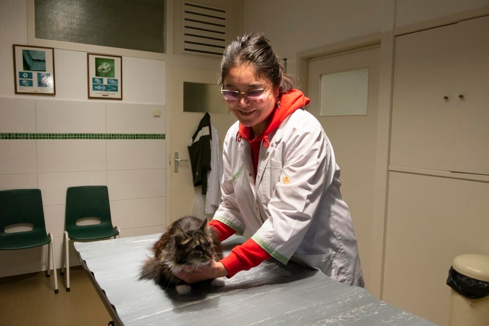 Nancy Solleveld in de praktijk met een kat patient