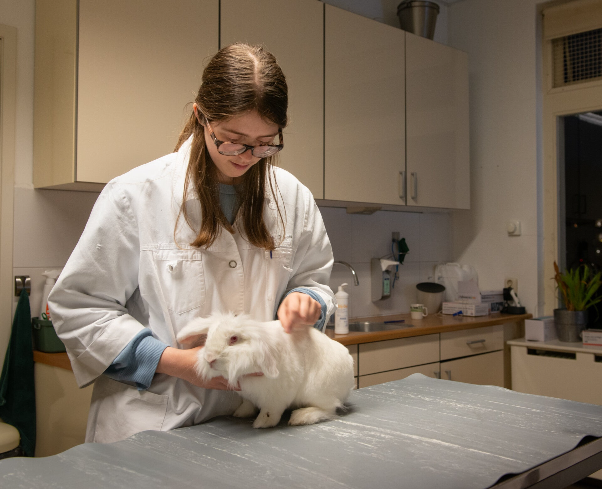 Mattya Radder in de praktijk met een konijn patient