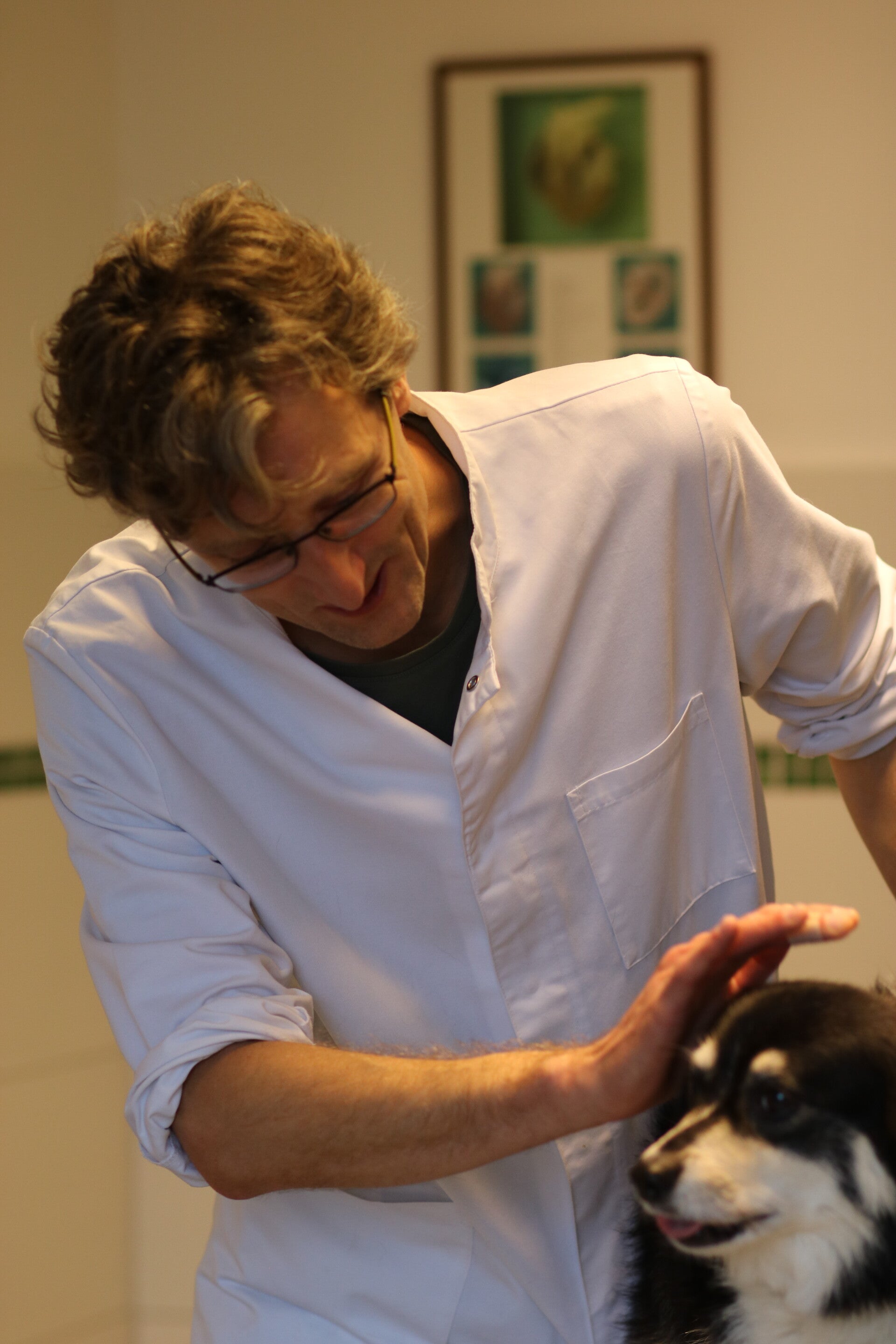 Olivier van Doorne in de praktijk met een hond patient