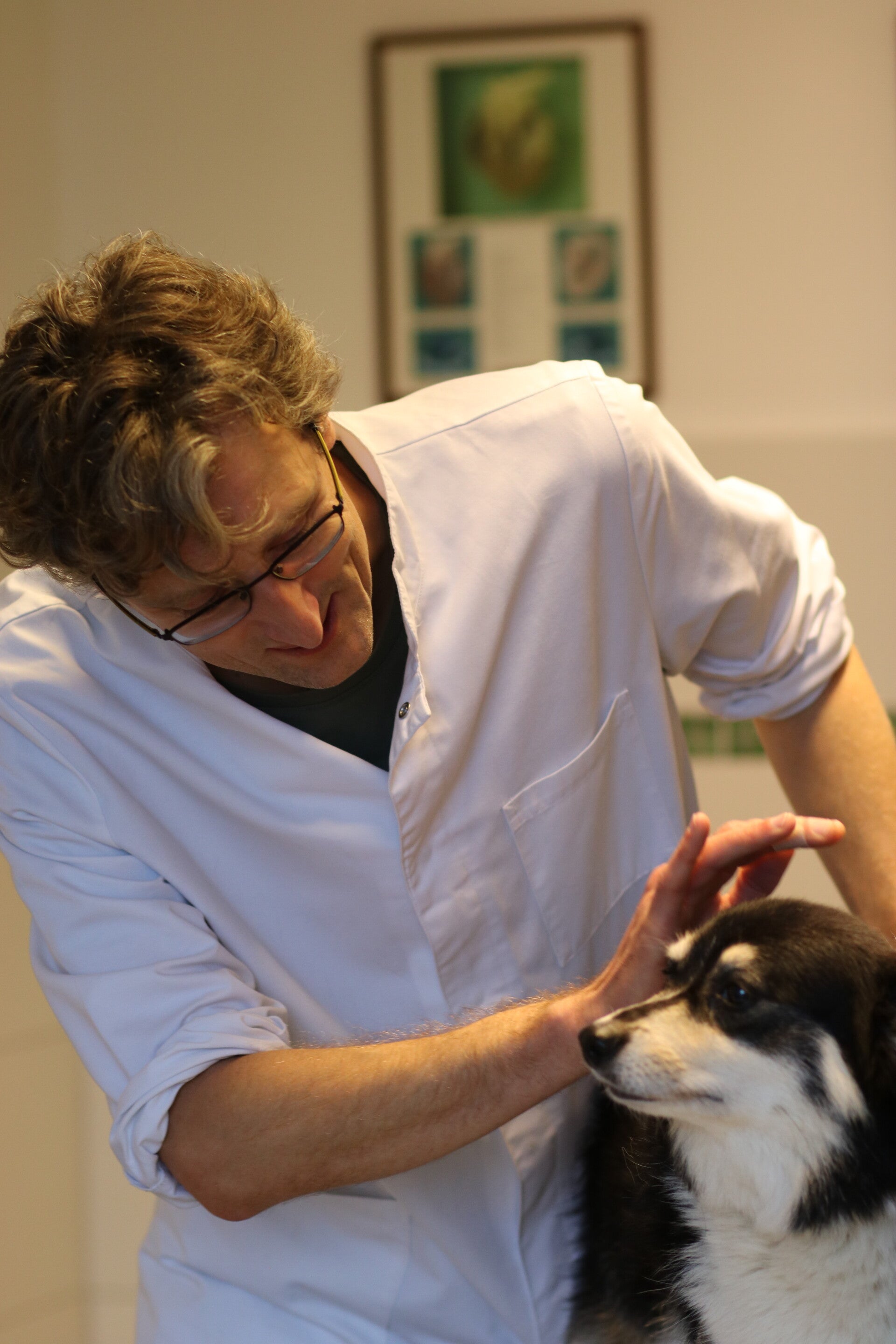 Olivier van Doorne in de praktijk met een hond patient