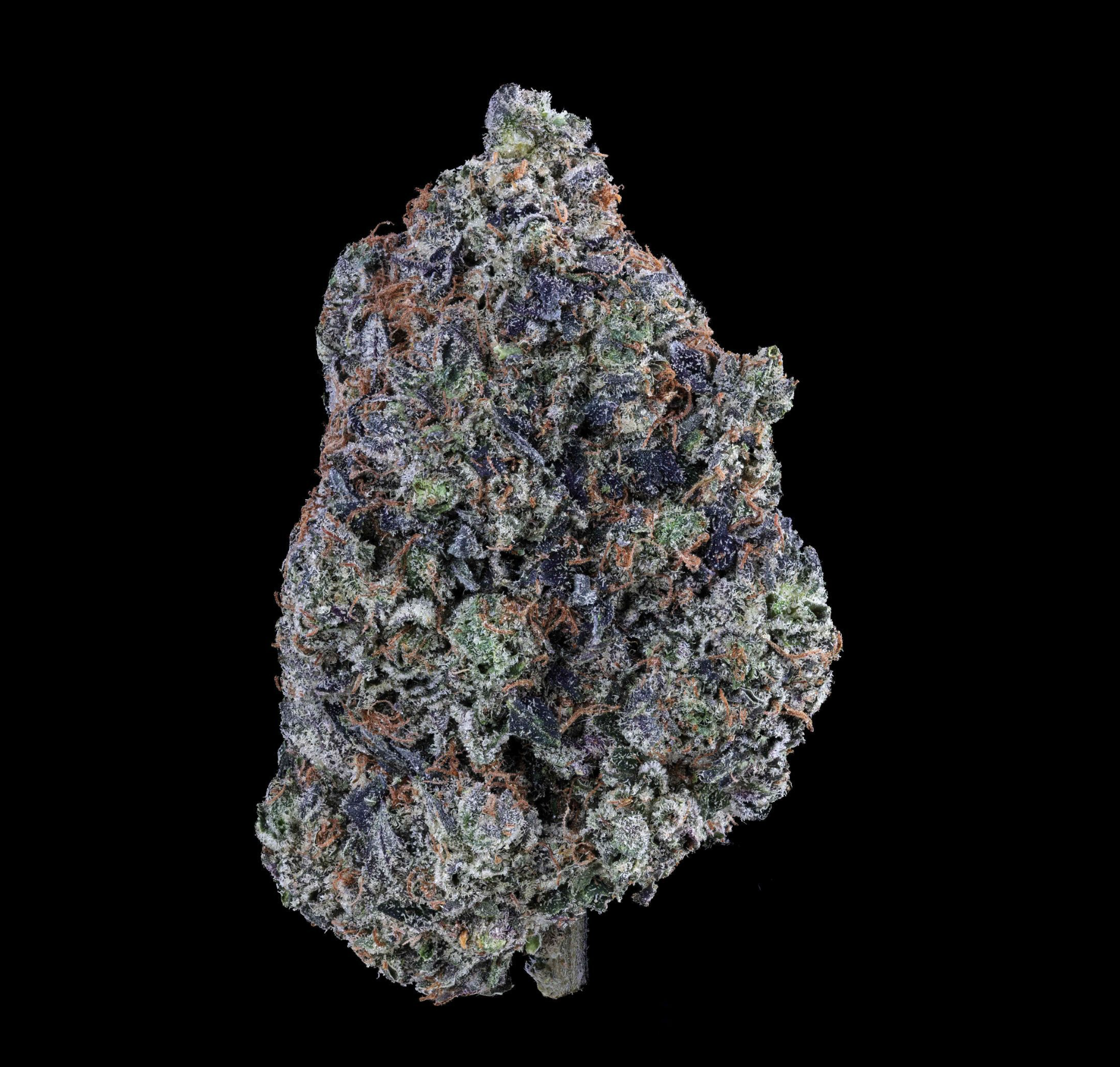 DOH NUTZ (SICKSPENSARY CUT)