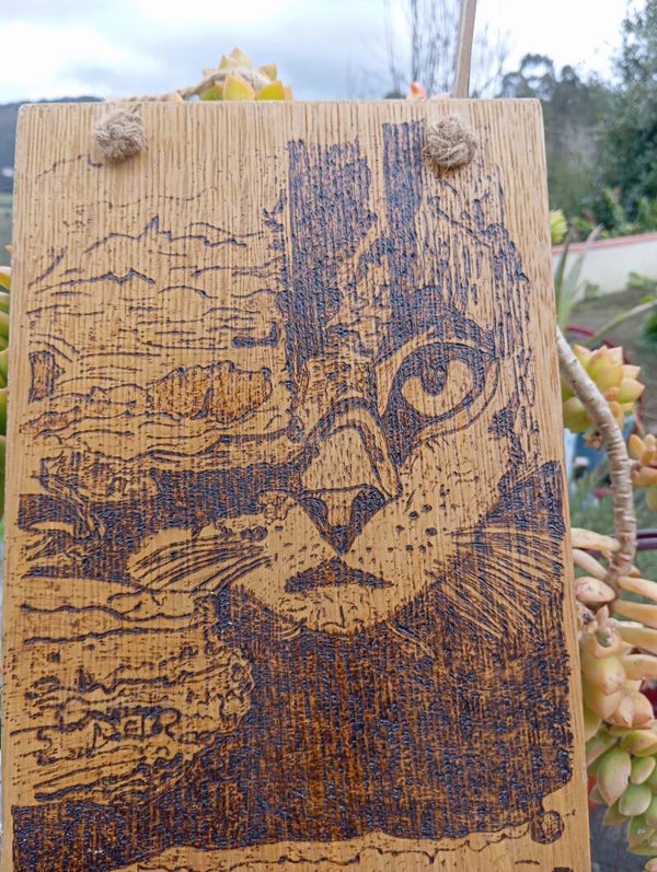 Gato escondido (Vendido)