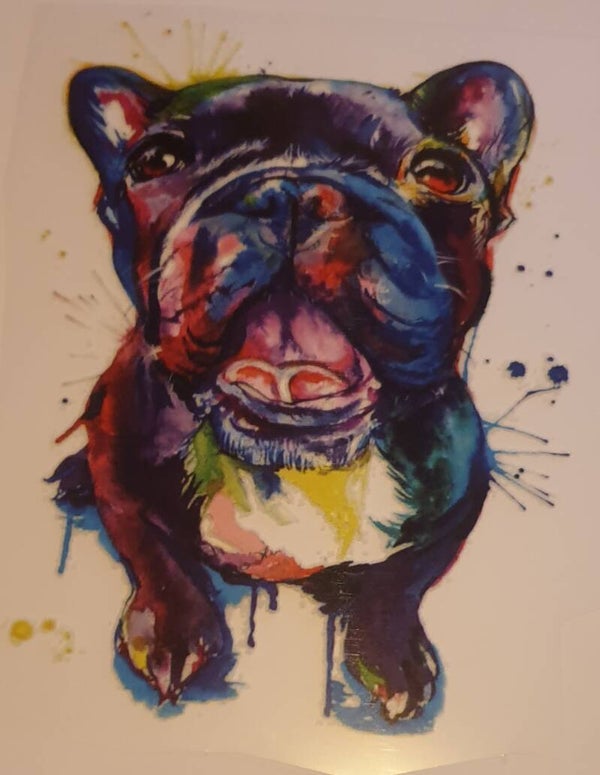 Franse buldog