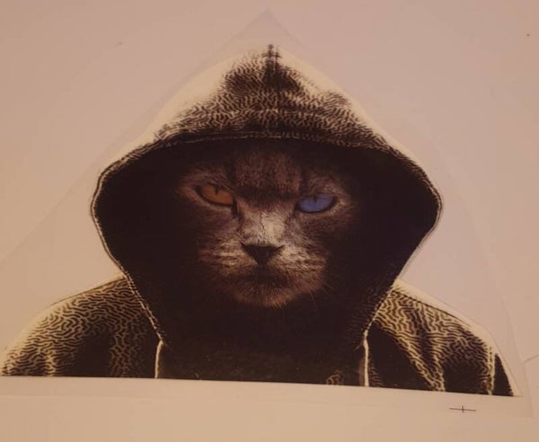 Ganster kat