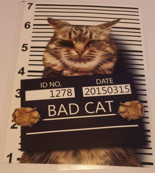 Bad cat