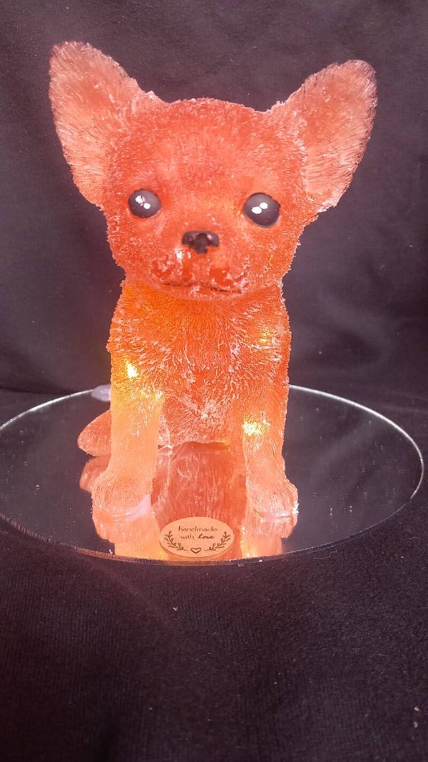 lampje chihuahua