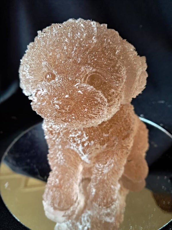 schattige malthezer puppy, koffiebruin