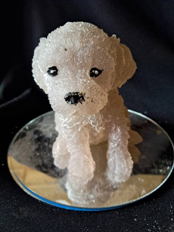 lampje schnauzer  puppy, bruin