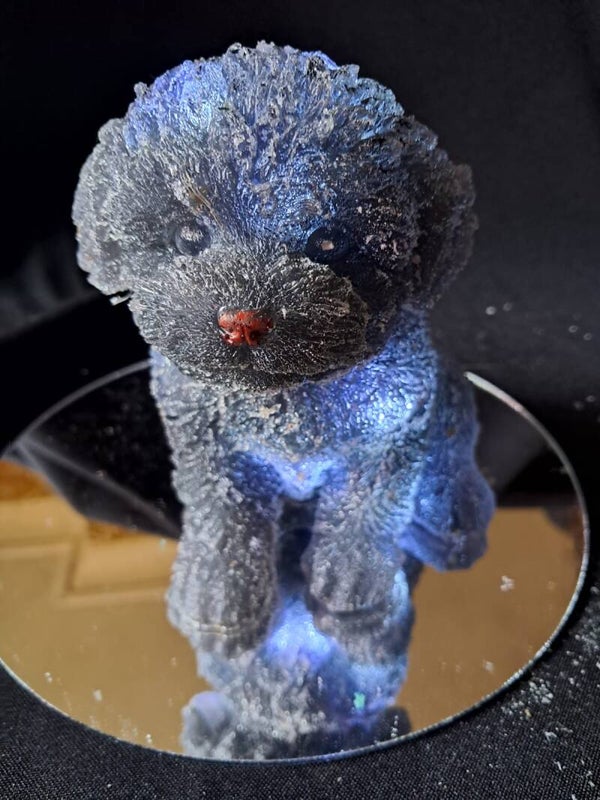 lampje malthezer puppy zwart