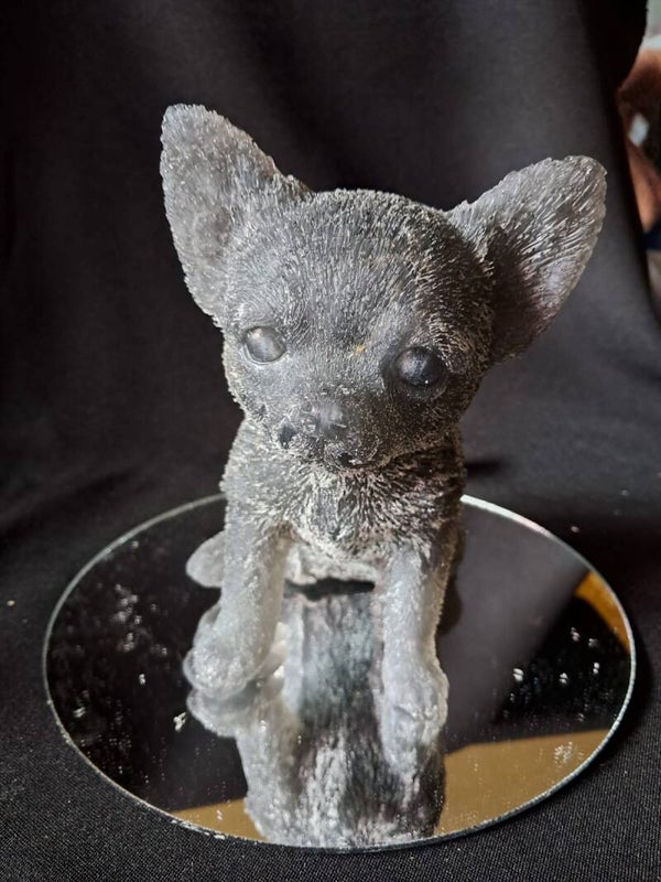 lampje chihuahua zwart
