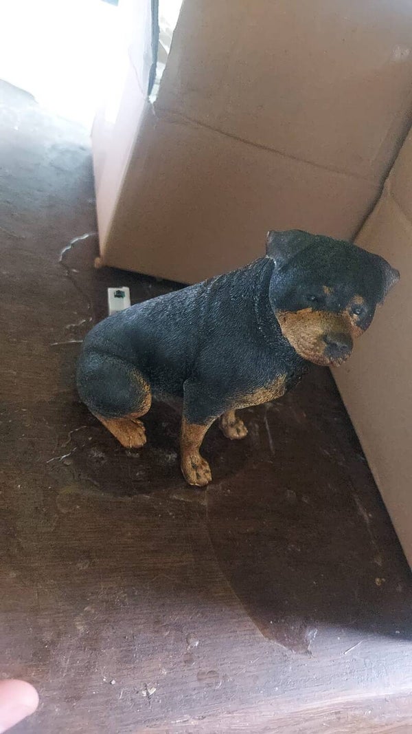 lampje rottweiler