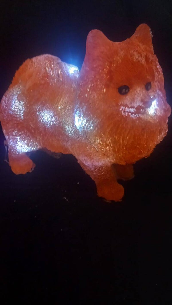 lampje pomeriaan hondje