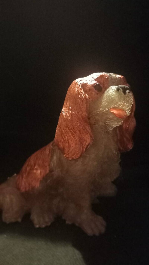lampje king charles cavelier