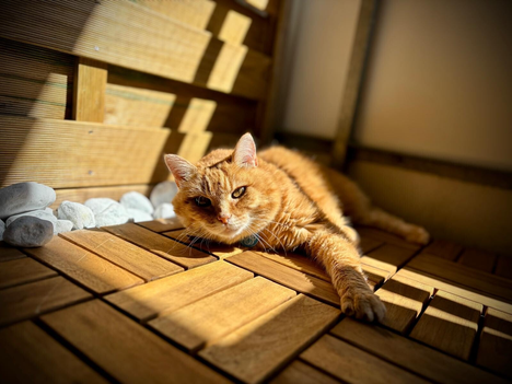Katze Momo nach erfolgreicher Tierkommunikation in der Schweiz