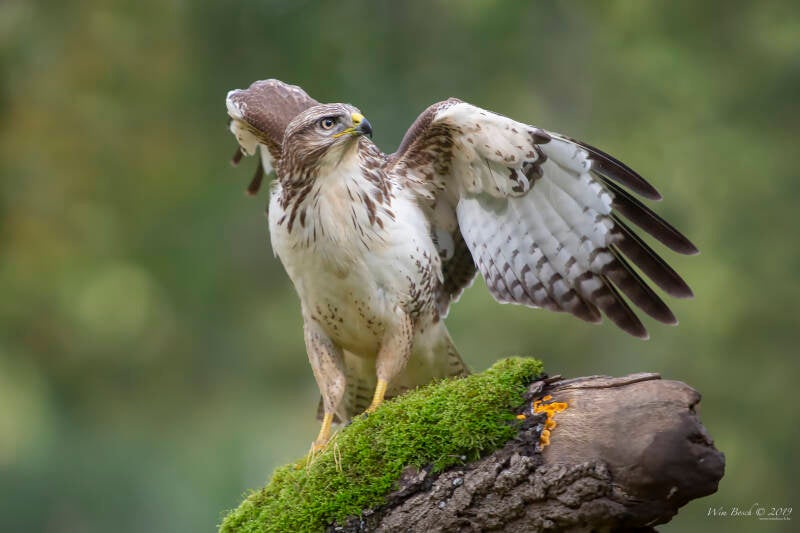 buizerd-20191014_hut-5d_6898-standard.jpg