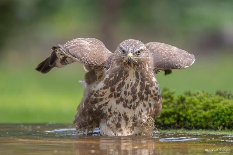 buizerd-20200810_hut-1dx2_8613-standard-a933wf.jpg