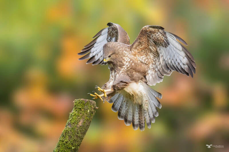 buizerd_24a0401-kopie-ren-standard.jpg