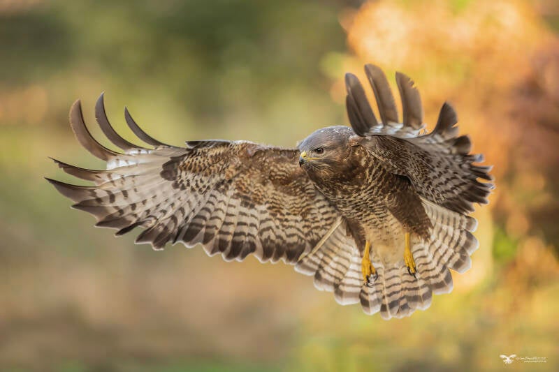 buizerd_24a2564-kopie-ren-standard.jpg