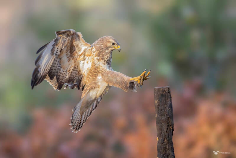 buizerd_24a3032-2-kopie-ren-standard.jpg