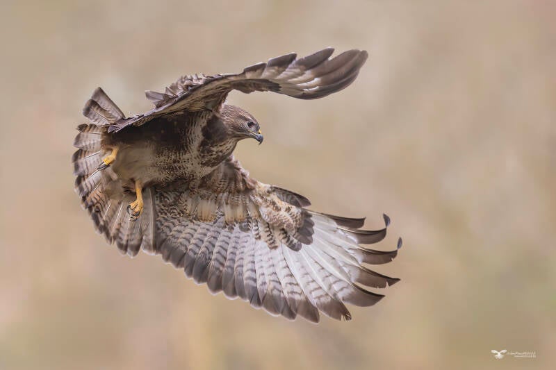 buizerd_24a3638-kopie-standard.jpg