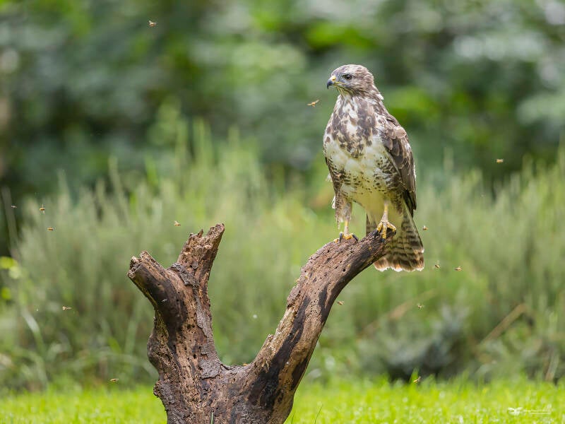 buizerd_24a4148-standard.jpg