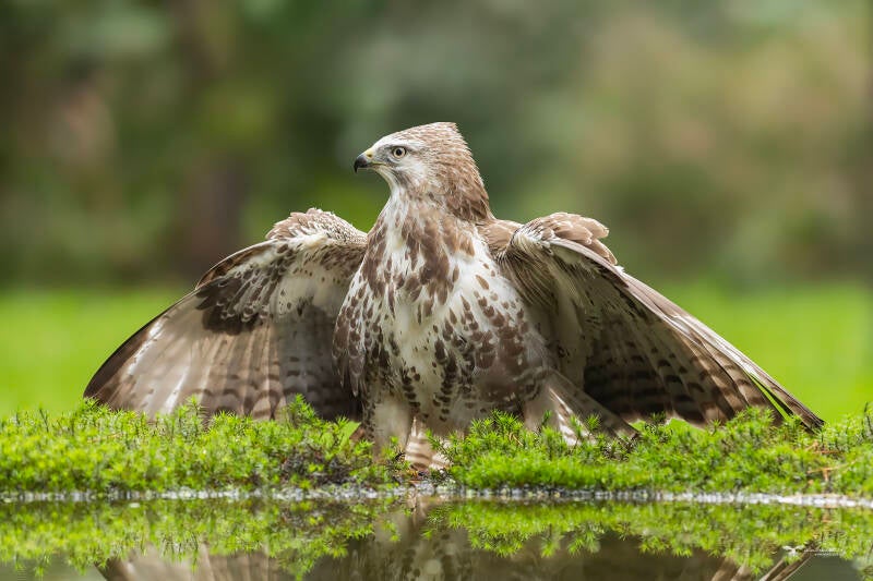 buizerd_24a7679-kopie-standard.jpg