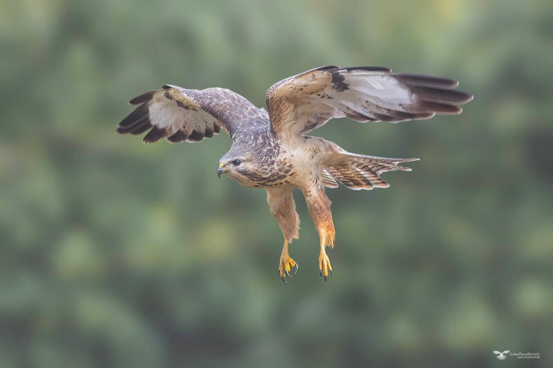 buizerd_24a8123-kopie-ren-standard.jpg