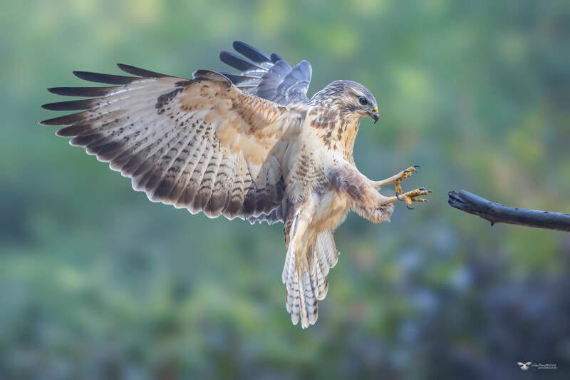 buizerd_24a8236-standard-wduc6b.jpg