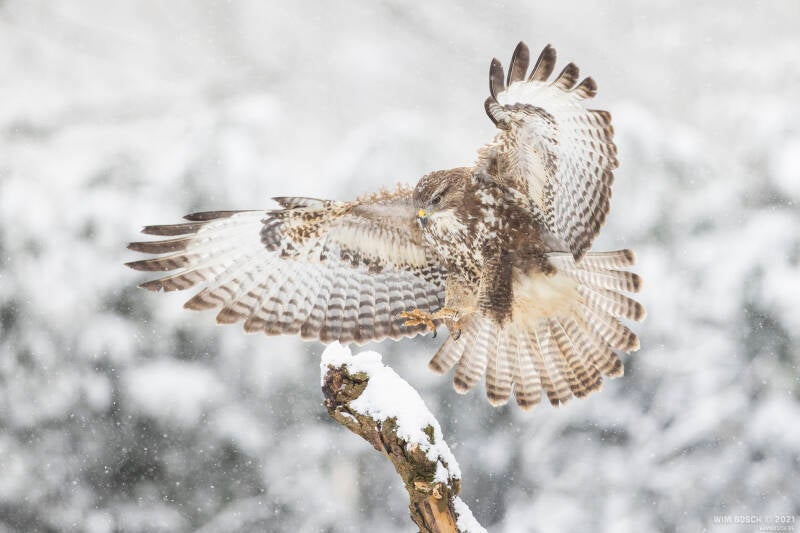 buizerd_79i0124-standard.jpg