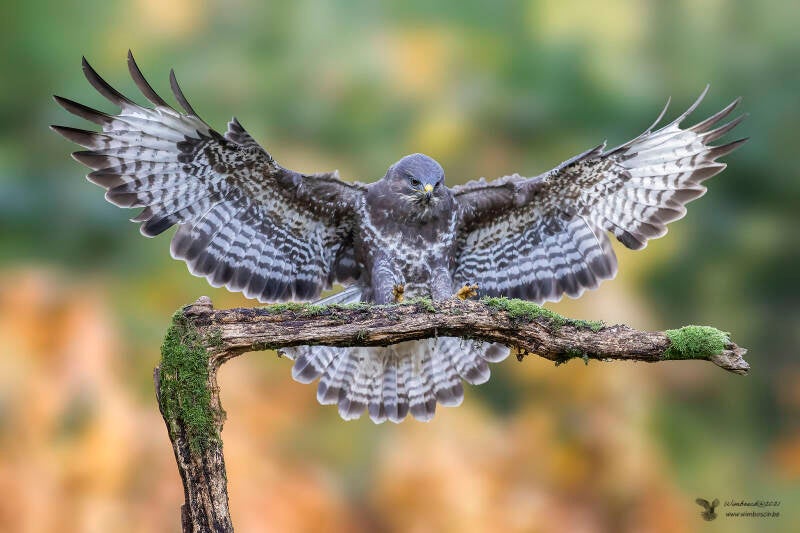 buizerd_79i8797-standard-lr4szn.jpg