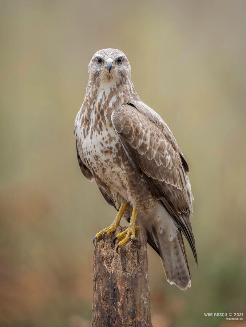 buizerd_79i9713-standard-fg9eik.jpg