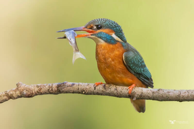 ijsvogel_24a0482-kopie-standard-aa77ga.jpg